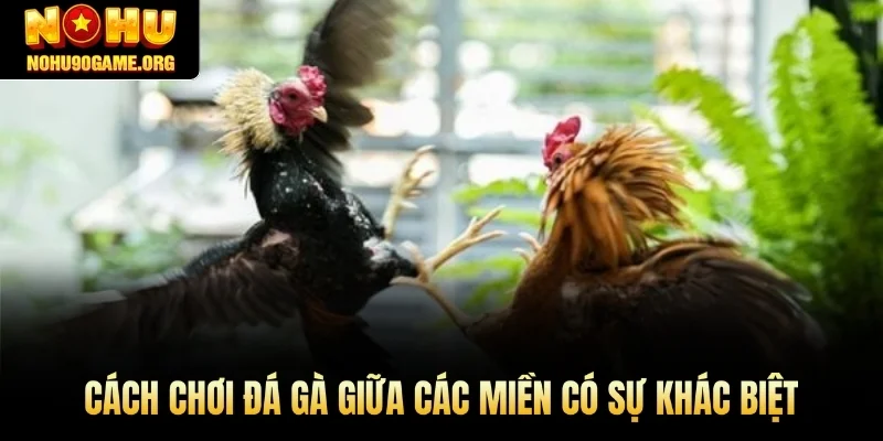 Cách chơi đá gà giữa các miền có sự khác biệt