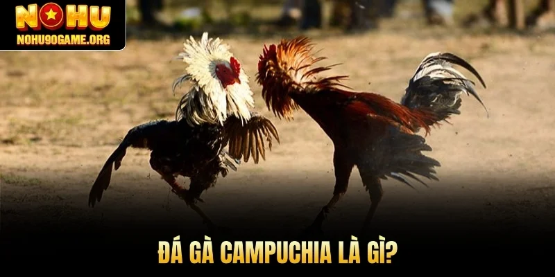 Đá Gà Campuchia là gì?