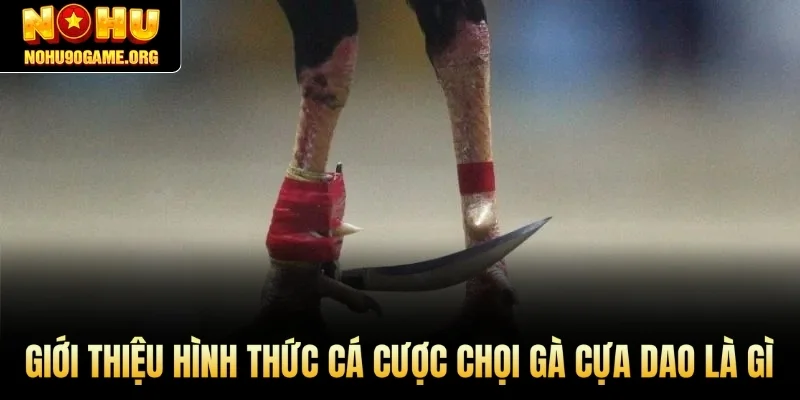 Giới thiệu hình thức cá cược chọi gà cựa dao là gì