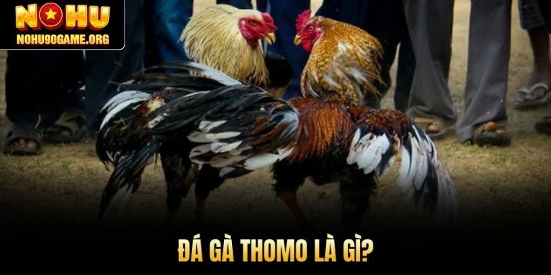 Đá gà Thomo là gì?