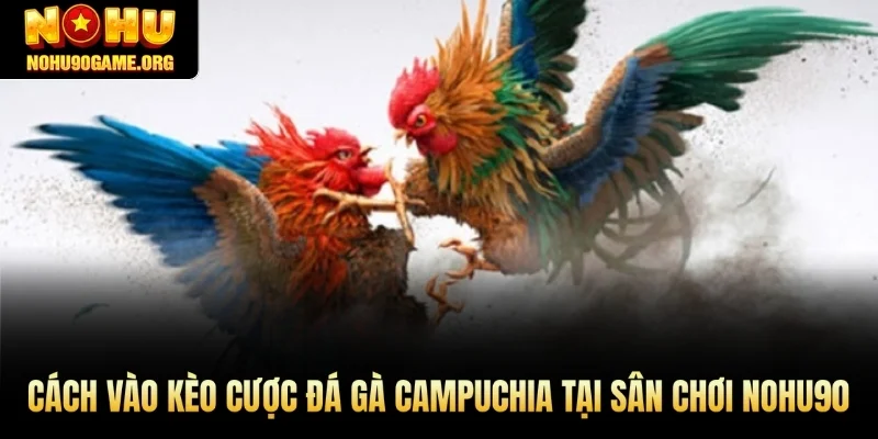 Cách vào kèo cược đá gà Campuchia tại sân chơi Nohu90