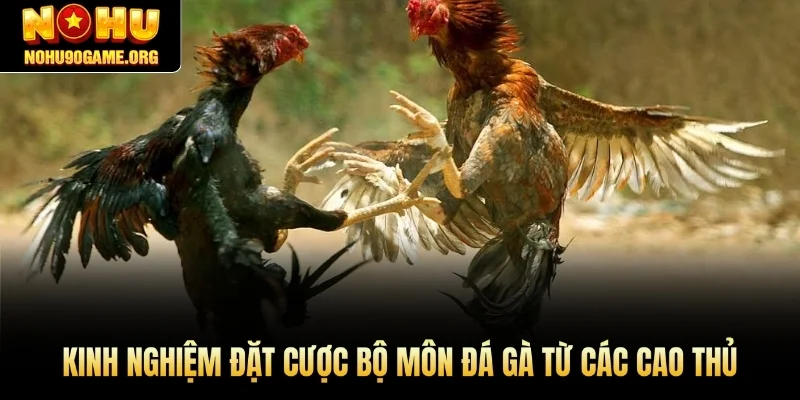 Kinh nghiệm đặt cược bộ môn Đá Gà từ các cao thủ