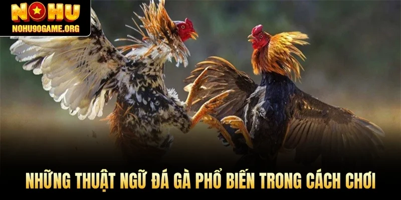 Những thuật ngữ đá gà phổ biến trong cách chơi