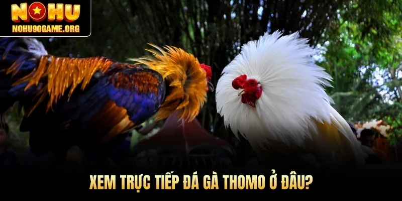 Xem trực tiếp đá gà Thomo ở đâu?